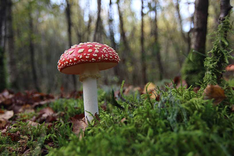 Een rode paddenstoel met witte stippen in het bos